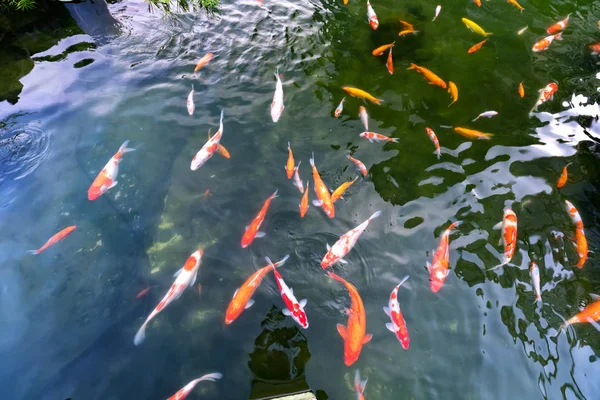 Gerakan kelompok ikan koi berwarna-warni dalam air jernih — Stok Foto