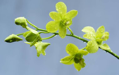Yeşil Orkide Bahçe içinde güzel çiğ ile sabah çiçeklenme