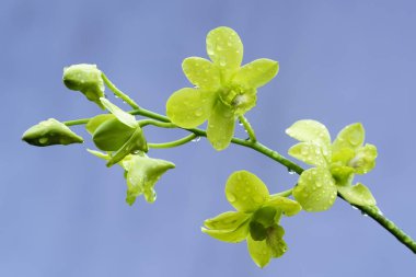Yeşil Orkide Bahçe içinde güzel çiğ ile sabah çiçeklenme