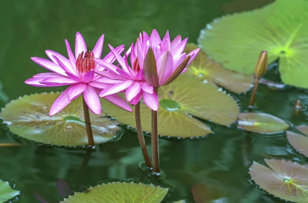 Gros plan fleur rose nénuphar dans le lac — Photo