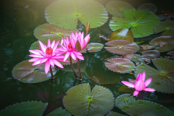 睡莲在湖中绽放粉红色的特写 — 图库照片