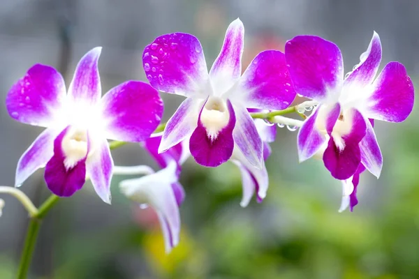 Paarse orchideeën zijn broedeieren in de tuin in de ochtend met mooie mist — Stockfoto