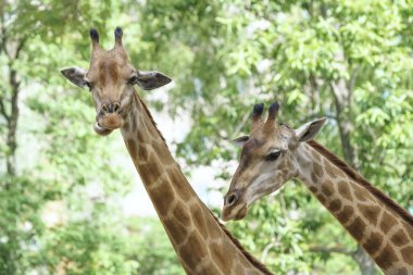 Uzun boyunlu ve komik kafa ile bir zürafa portresi onları doğal dünyada hayatta kalmak için uzun dallar yiyecek bulmak hayvan yardımcı olur..