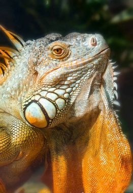 Dev iguana portre hayvanat bahçesinde dinleniyor. Doğal dünyanın korunması gereken kalan dinozor sürüngen bu