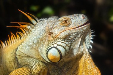 Dev iguana portre hayvanat bahçesinde dinleniyor. Doğal dünyanın korunması gereken kalan dinozor sürüngen bu