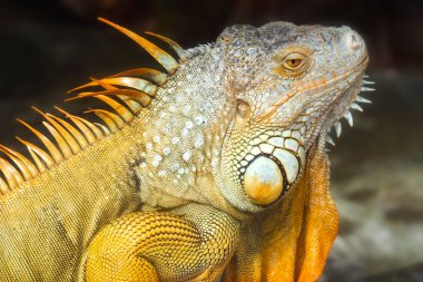 Dev iguana portre hayvanat bahçesinde dinleniyor. Doğal dünyanın korunması gereken kalan dinozor sürüngen bu