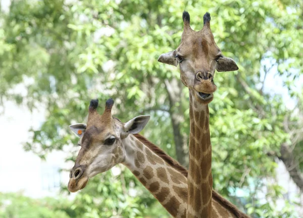 Porträtt Giraff Med Lång Hals Och Roliga Chef Hjälper Djuret — Stockfoto