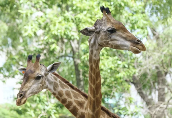 Портрет Жирафа Длинной Шеей Забавной Головой Помогает Животному Найти Пищу — стоковое фото