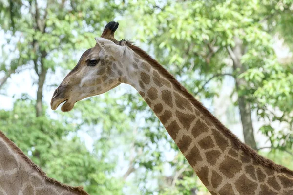 Ritratto Una Giraffa Con Collo Lungo Testa Divertente Aiuta Animale — Foto Stock