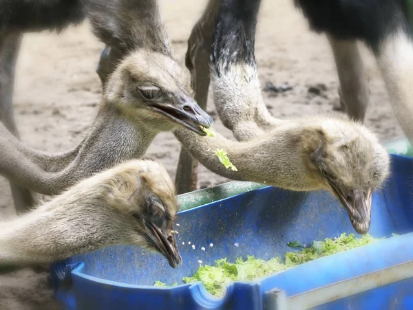 Ústřice Jsou Jíst Snídani Zoo Která Přitahuje Mnoho Vzácných Zvířat — Stock fotografie