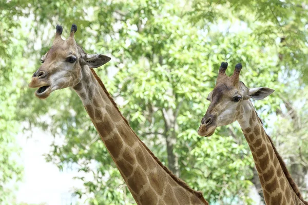 Portrait of a giraffe with long neck and funny head helps the animal find food on the tall branches to help them survive in the natural world.