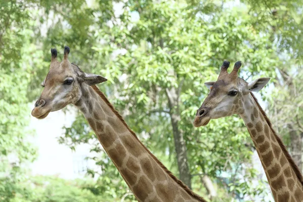 Портрет Жирафа Длинной Шеей Забавной Головой Помогает Животному Найти Пищу — стоковое фото