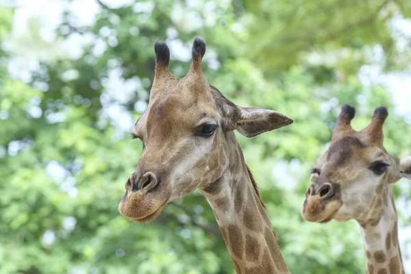 Portrait of a giraffe with long neck and funny head helps the animal find food on the tall branches to help them survive in the natural world.