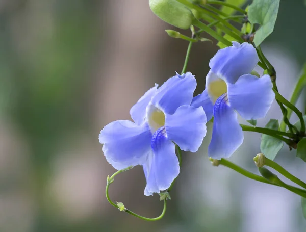 Flores Violetas Silvestres Florecen Jardín Suavemente Para Crear Belleza Atractiva —  Fotos de Stock