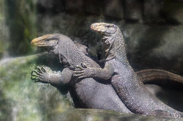 초상화는 동물원에서 이것은 세계에서 파충류 — 스톡 사진