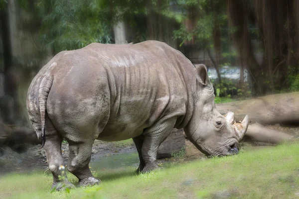 Rhinoceros Zoo Extinct Animal Natural World Still Preserved Today — Stock Photo, Image