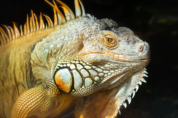 Giant iguana portrait is resting in the zoo. This is the residual dinosaur reptile that needs to be preserved in the natural world