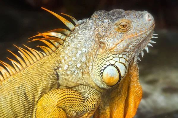 Giant iguana portrait is resting in the zoo. This is the residual dinosaur reptile that needs to be preserved in the natural world