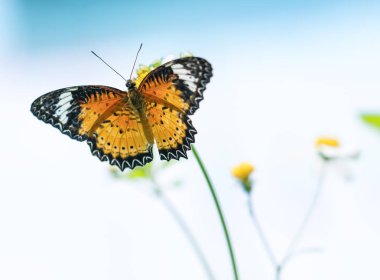 Renkli kelebek çiçek sapı güneşli sabah bahçede Park