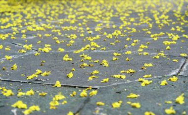 Ayçiçeği bloom bahar. Güneş yön parlak umut ve canlılık tüm türlerin sembolize bu çiçektir