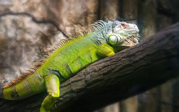 Retrato Iguana Gigante Está Descansando Zoológico Este Réptil Dinossauro Residual — Fotografia de Stock