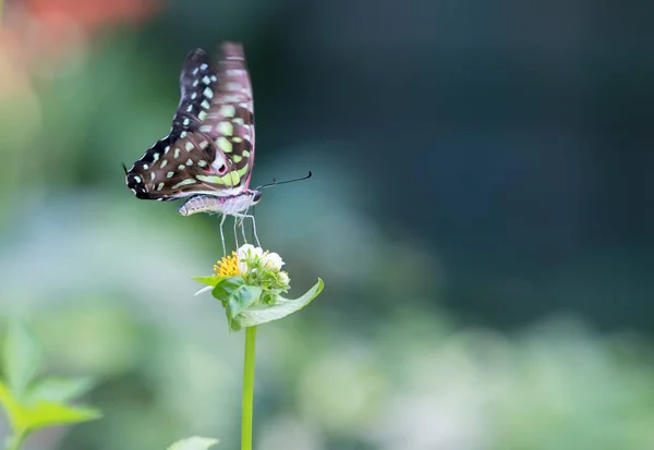 Papillon Coloré Garé Sur Tige Fleur Dans Matinée Ensoleillée Dans — Photo