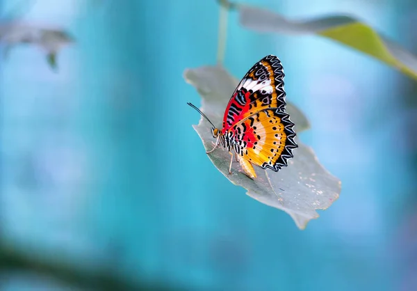 Farfalla Colorata Parcheggiata Sul Gambo Del Fiore Mattino Sole Giardino — Foto Stock