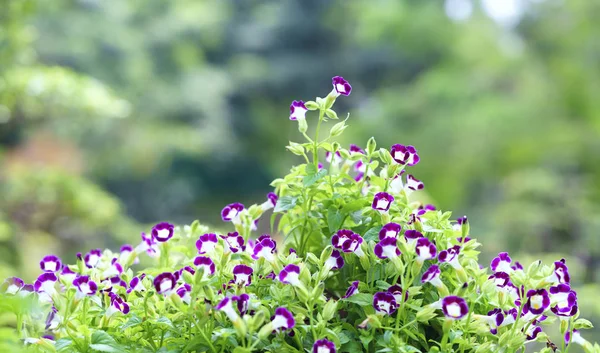 Jardín Flores Pensee Floreciendo Sol Hermosa Mañana —  Fotos de Stock