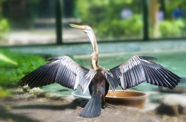 Der Storch Führt Auch Die Aktion Des Trocknens Des Fells — Stockfoto