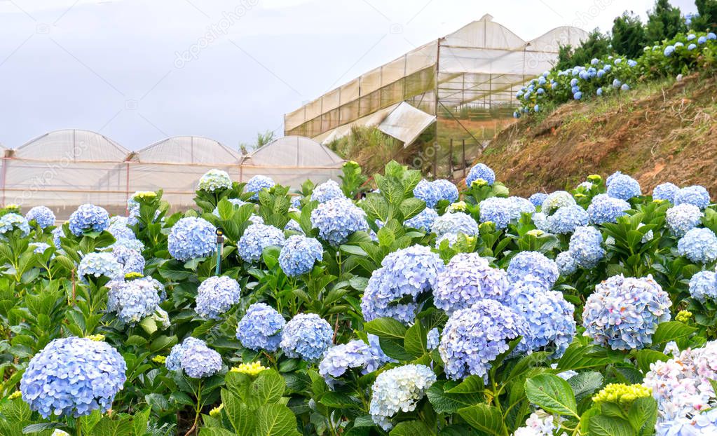 Field hydrangeas with hundreds flowers blooming all hills beautiful winter morning. This is a place to visit ecological tourist garden attracts other tourism to the highlands Vietnam