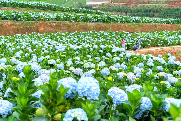 Lam Dong Vietnam November 2017 Field Blooming Hydrangeas Hill Beautiful — Stock Photo, Image