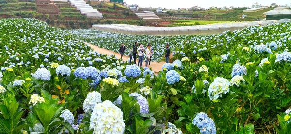 Lam Dong Vietnam Novembre 2017 Hortensias Fleurs Sur Colline Belle — Photo