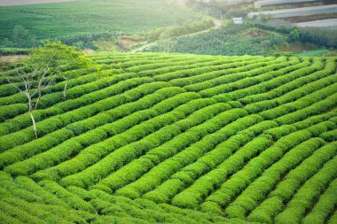 Sabahları dağlık arazide yeşil çay tepesi. Bu çay tarlası yüz yıldan daha eski ve bölgedeki en büyük çay kaynağı ve ihracat.