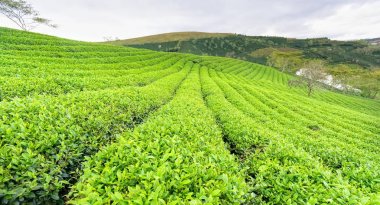 Panrama yeşil çay sabah dağlarında Hill'de. Yüz yıldan eski ve en büyük çay bölgede sağlamak için bu çay plantasyon var ve dışa aktarma