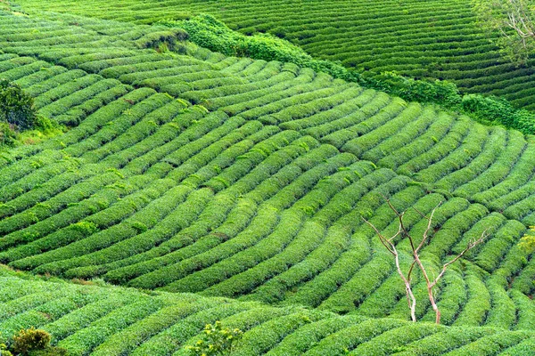 Groene Thee Heuvel Hooglanden Ochtend Deze Theeplantage Bestond Meer Dan — Stockfoto