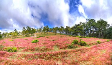 Panoramik pembe çim tepeler ve çam ormanları ile 