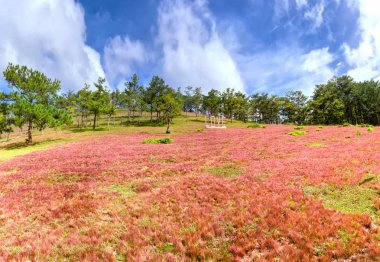 Panoramik pembe çim tepeler ve çam ormanları ile 