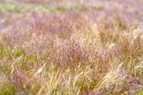 Herbe Rose Sauvage Dans Lumière Matin Idéal Pour Les Voir — Photo