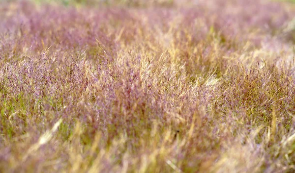 Herbe Rose Sauvage Dans Lumière Matin Idéal Pour Les Voir — Photo