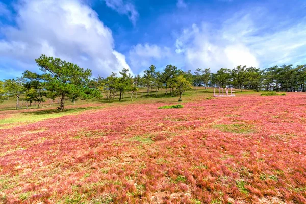 Panoramik pembe çim tepeler ve çam ormanları ile 