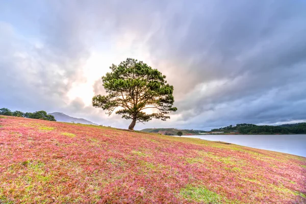 Ροζ Χόρτο Hill Και Πεύκο Δέντρο Αυγή Μια Θυελλώδη Συννεφιασμένο — Φωτογραφία Αρχείου