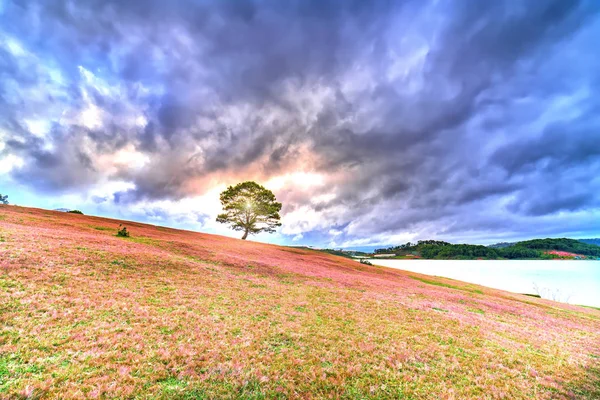 Ροζ Χόρτο Hill Και Πεύκο Δέντρο Αυγή Μια Θυελλώδη Συννεφιασμένο — Φωτογραφία Αρχείου