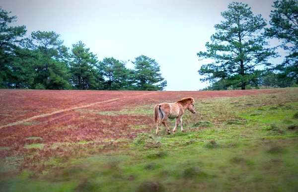 Cavalos Estão Vagando Relaxando Campo Grama Manhã Inverno Campo Planalto — Fotografia de Stock