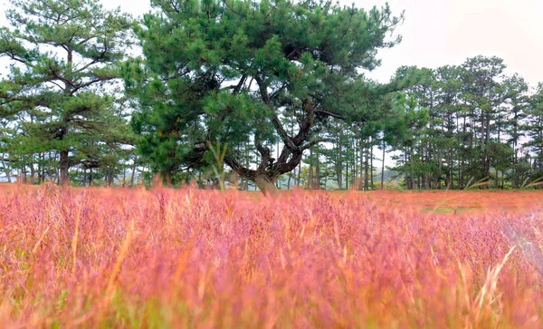 Fantastiska Landskap Dalat Vietnam Med Tallskogar Rosa Glas Hills Kontrast — Stockfoto