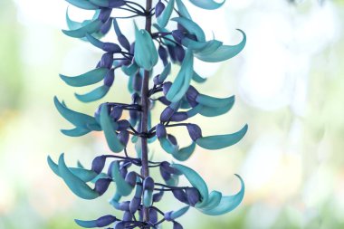 Strongylodon macrobotrys / yeşim asma bloom güzel kaplan çivi bahçede. Vazo şekilli çiçekler verandada dekorasyon için Türkiye, geldikleri