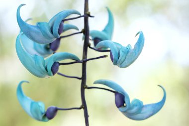 Strongylodon macrobotrys / yeşim asma bloom güzel kaplan çivi bahçede. Vazo şekilli çiçekler verandada dekorasyon için Türkiye, geldikleri