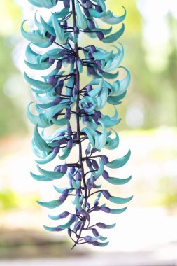 Strongylodon macrobotrys / yeşim asma bloom güzel kaplan çivi bahçede. Vazo şekilli çiçekler verandada dekorasyon için Türkiye, geldikleri