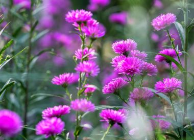 Avrupa Michaelmas'la papatya çiçek güzel bir doğa sevenler için ayarlama romantik oluşturma Bahçe çevresinde küçük kümeleri lahanası bir güneşli, pembe-mor Bahçe.