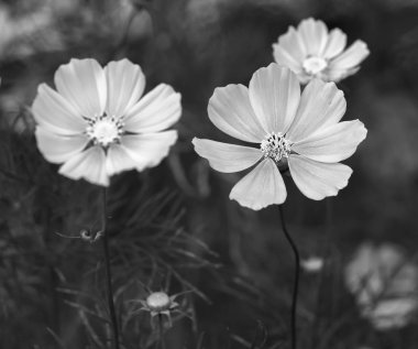 Evren bipinnatus çiçek Parlatıcı ile renkli parıldayan bonsai ve güzel çiçek bahçesinde kapatın. Gökyüzünde parlayan yıldız gibi bu çiçektir