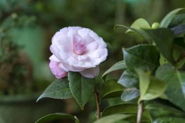 Aşk birçok dikenler sadece güzel çiçek sembolü bu bahçede güller,